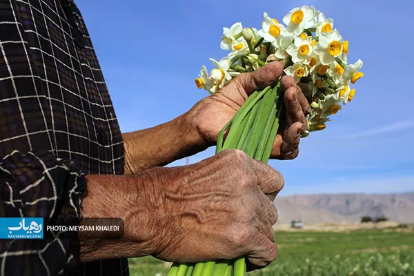 برداشت گل نرگس بهبهان