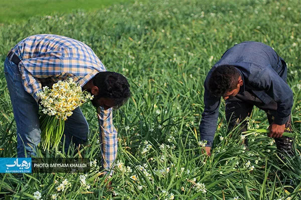 برداشت گل نرگس بهبهان