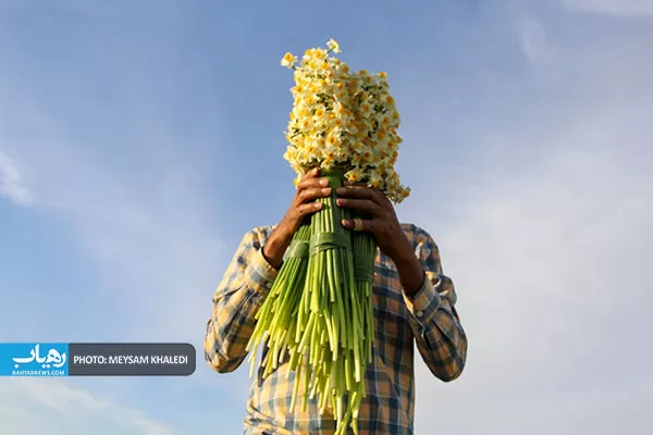 برداشت گل نرگس بهبهان