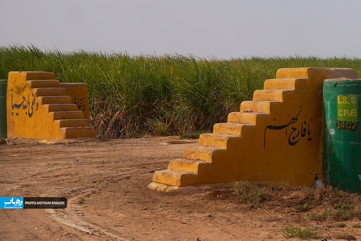 برداشت نی شیرین در خوزستان آغاز شد