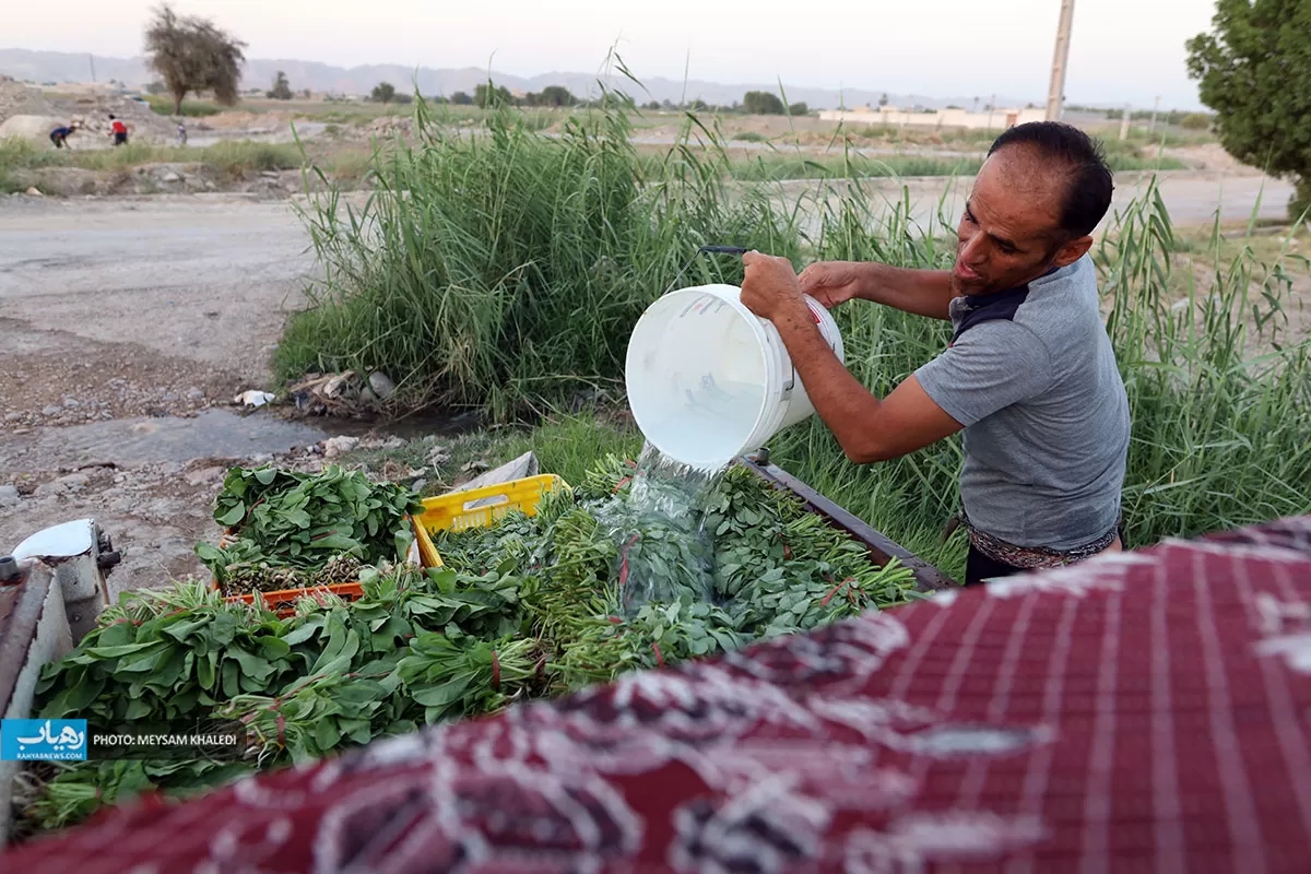 برداشت سبزی از باغات رامهرمز