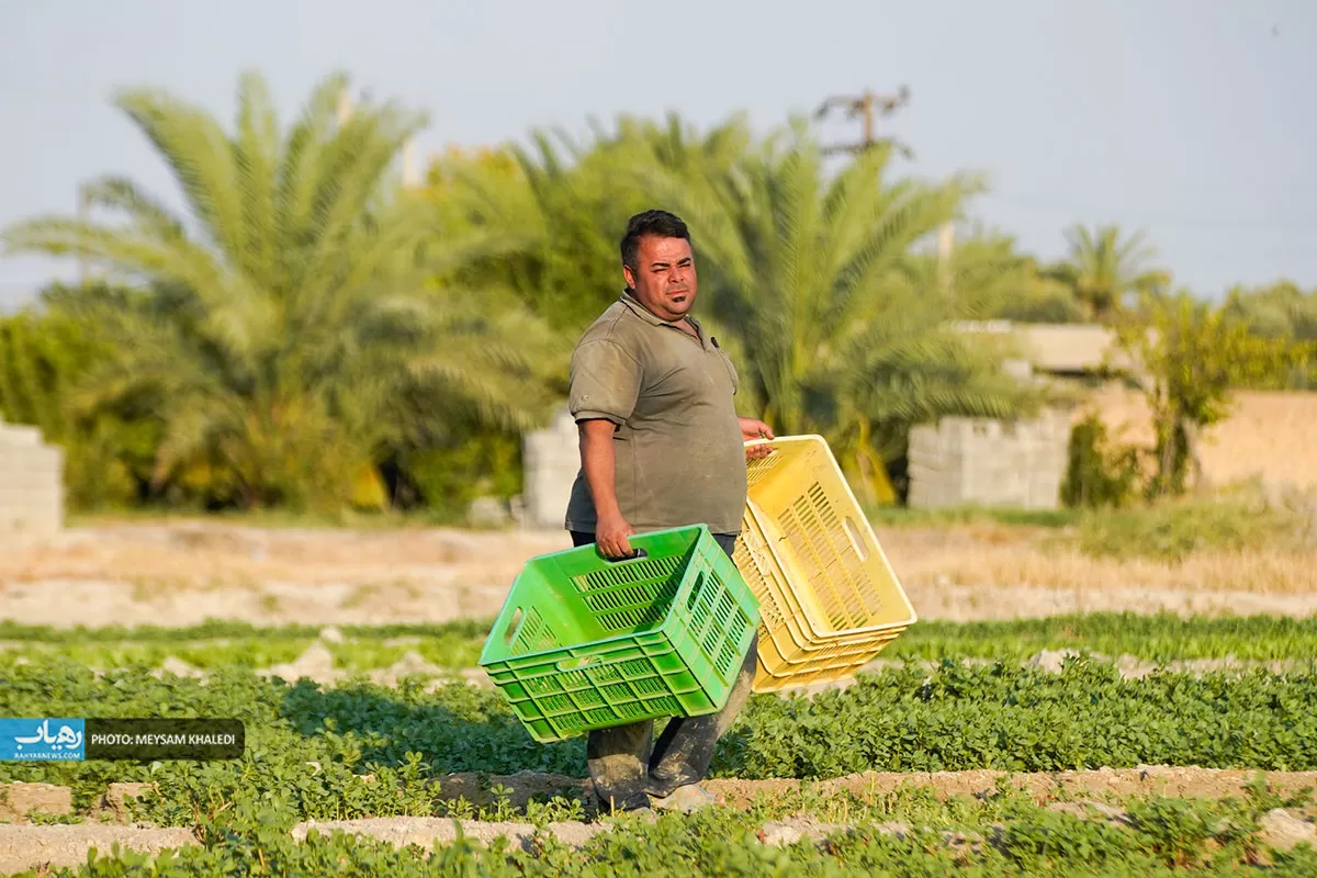 برداشت سبزی از باغات رامهرمز