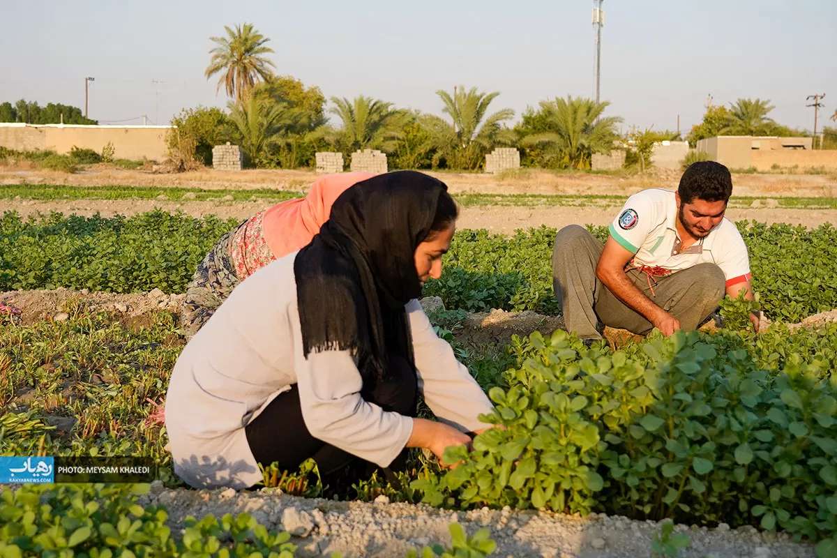 برداشت سبزی از باغات رامهرمز