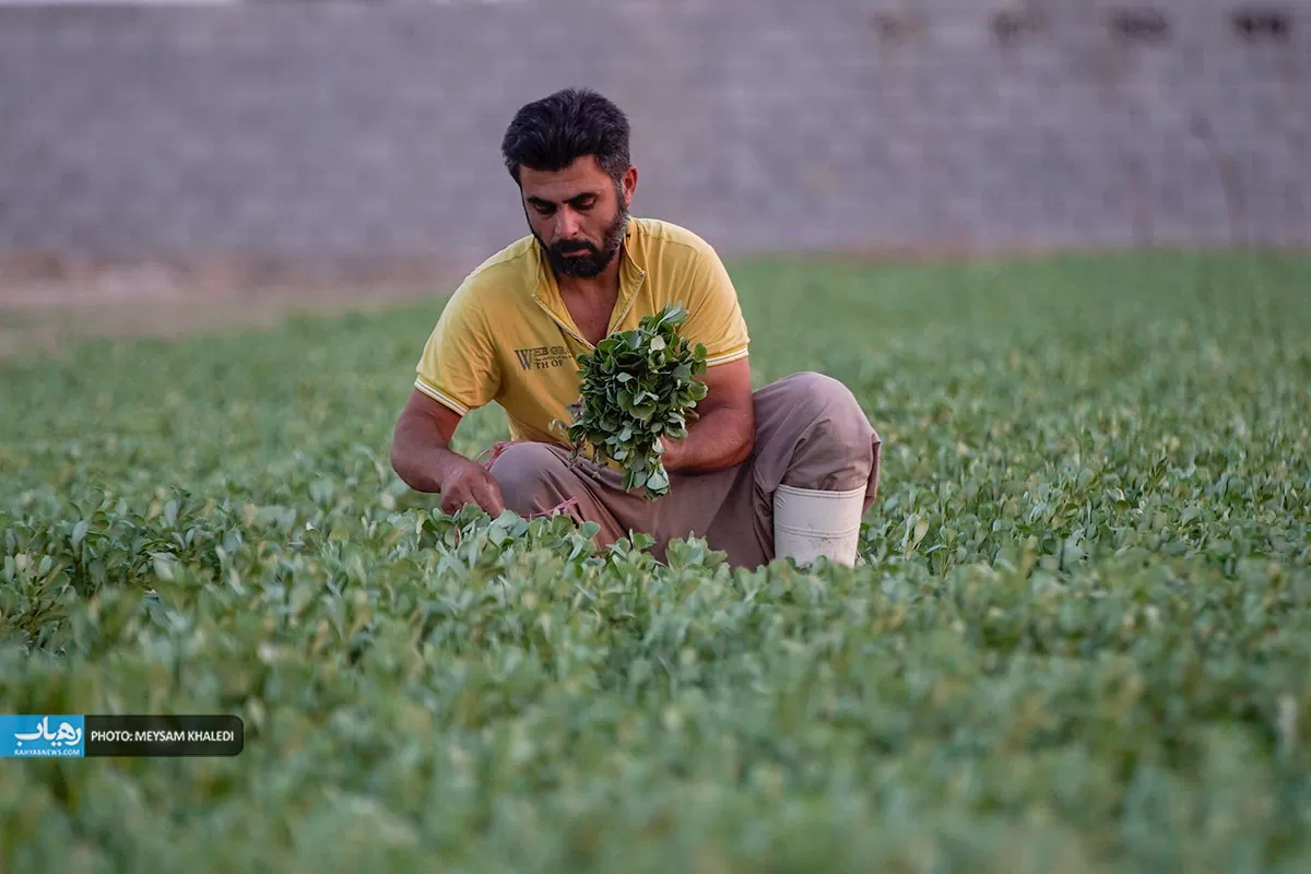 برداشت سبزی از باغات رامهرمز