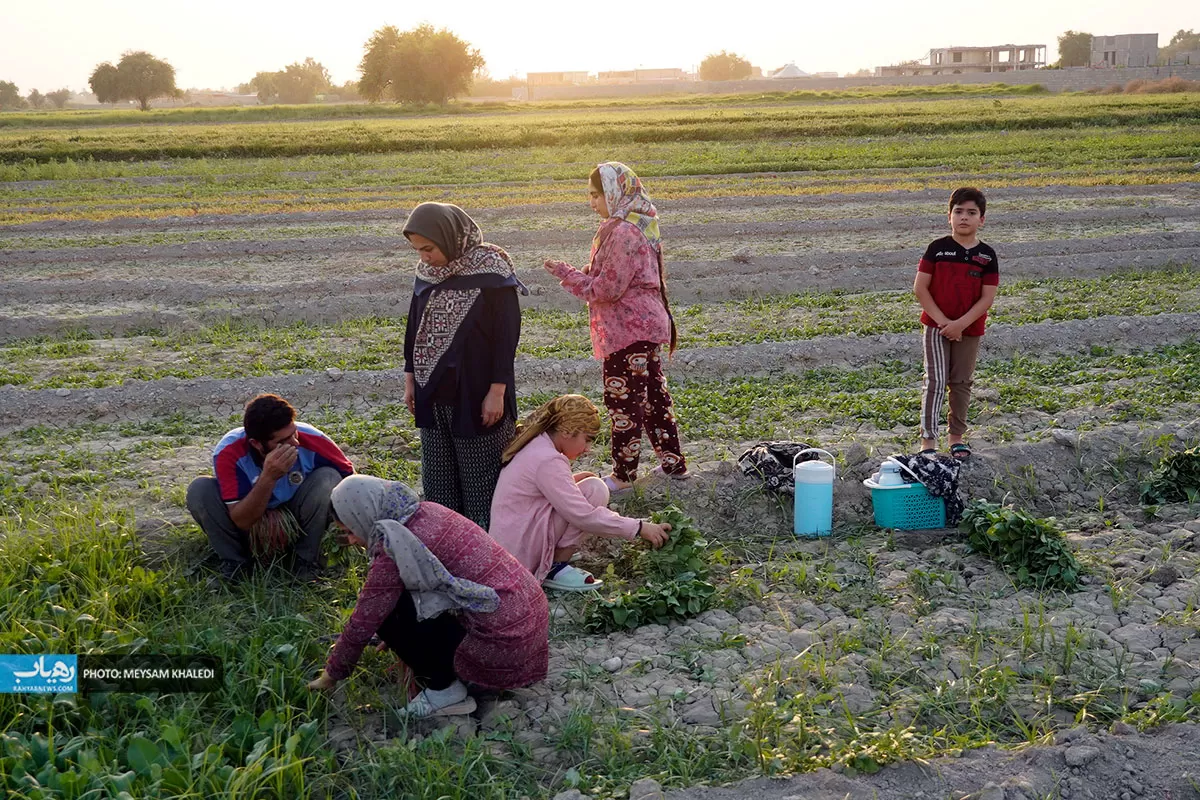 برداشت سبزی از باغات رامهرمز