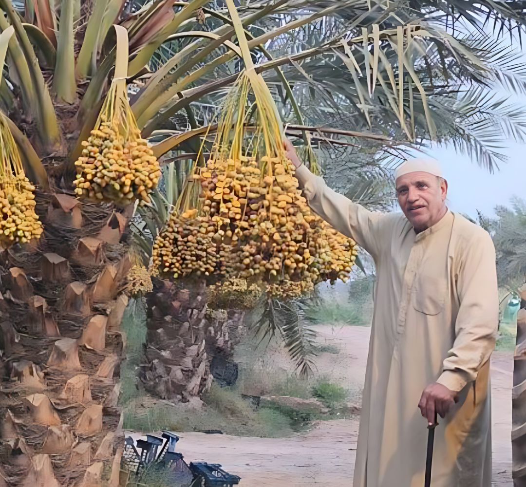 آغاز برداشت رطب در نخلستان فدک حمیدیه